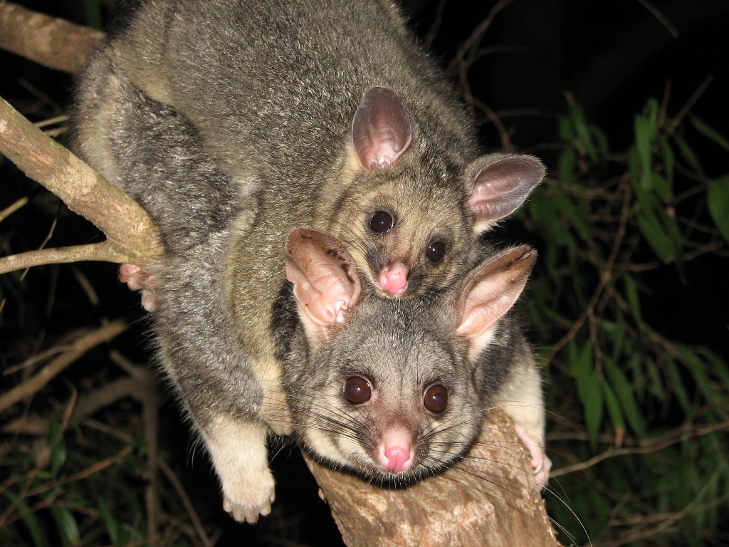 Australia Possum